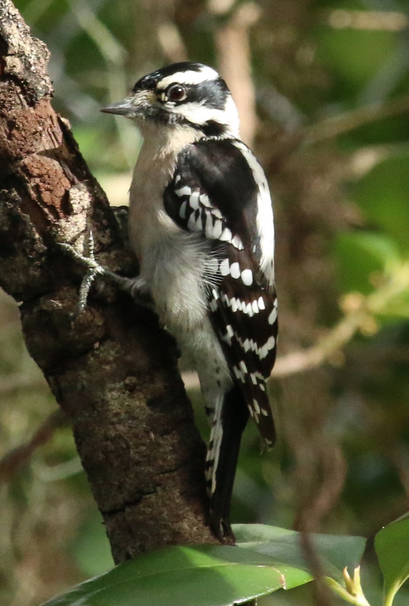 Downy Woodpecker - ML619757330