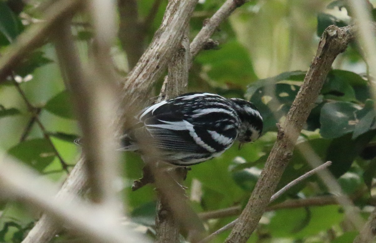Black-and-white Warbler - ML619757333