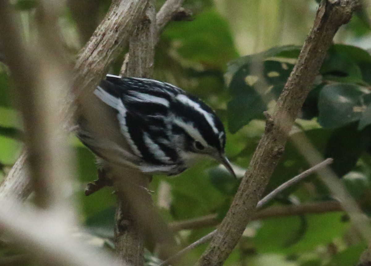 Black-and-white Warbler - ML619757334