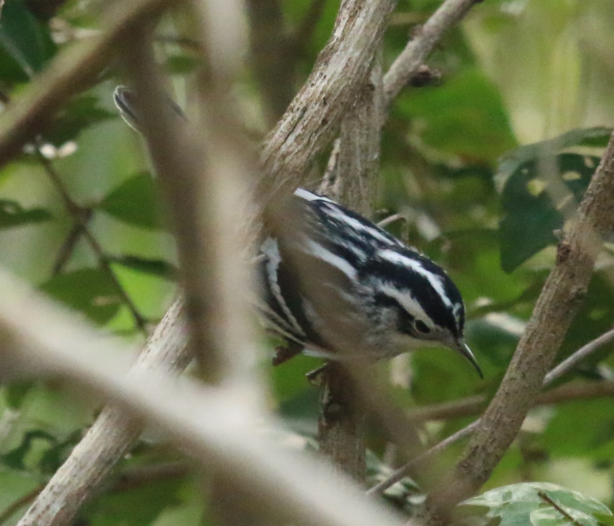Black-and-white Warbler - ML619757335