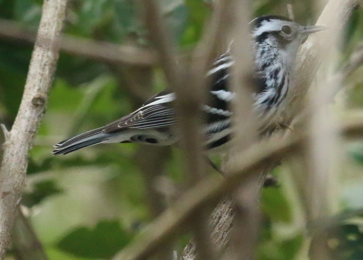 Black-and-white Warbler - ML619757337