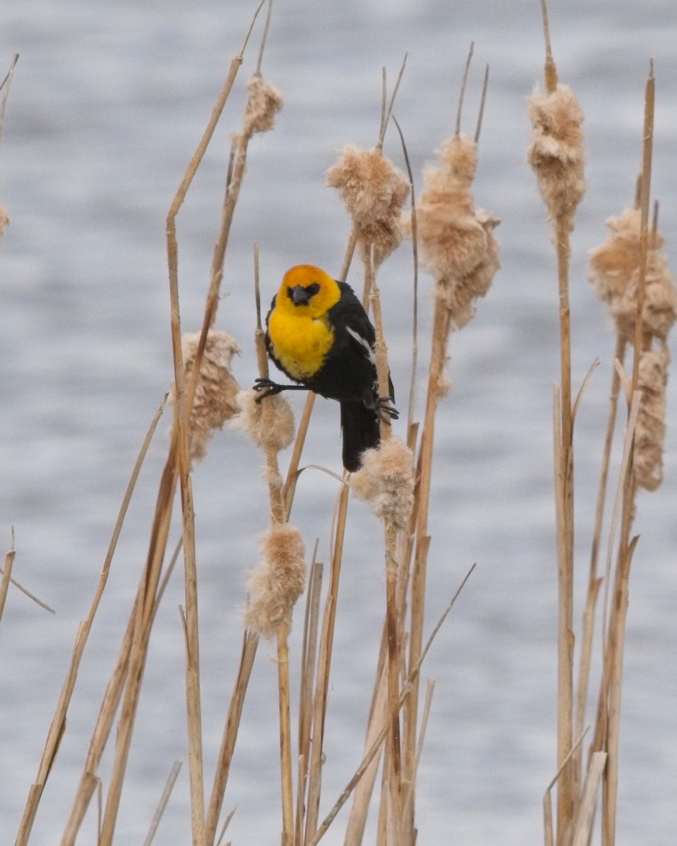 Yellow-headed Blackbird - ML619757338