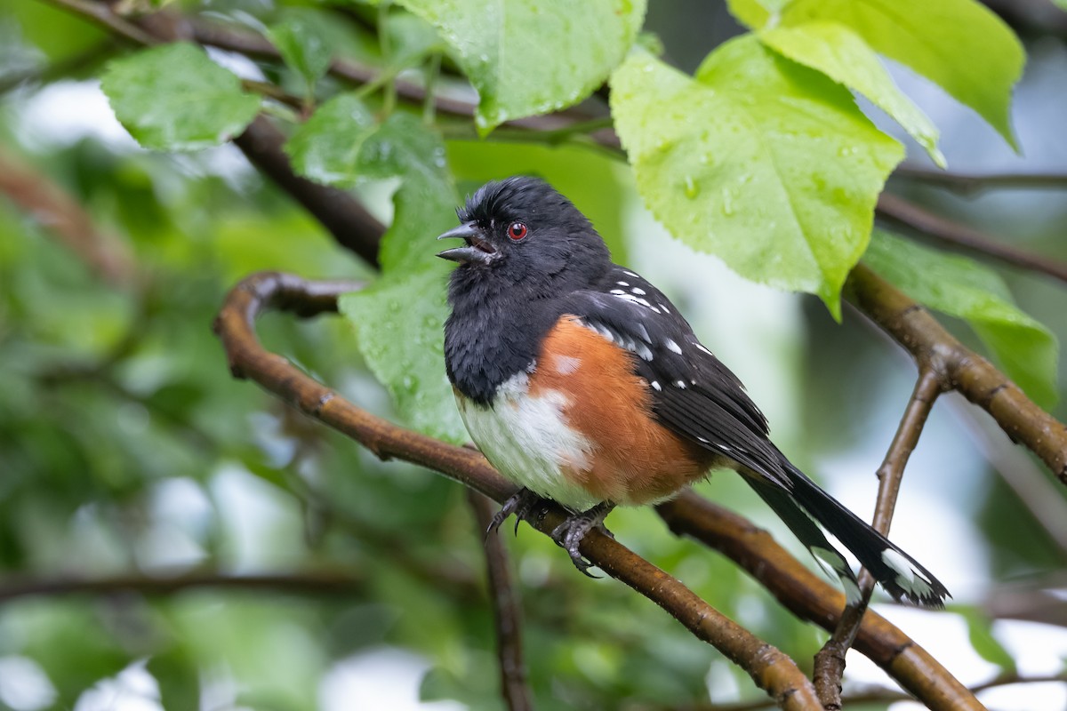 Spotted Towhee - ML619757413