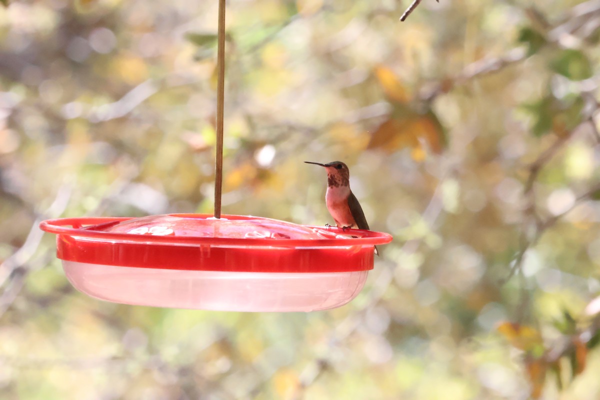 Rufous Hummingbird - ML619757423