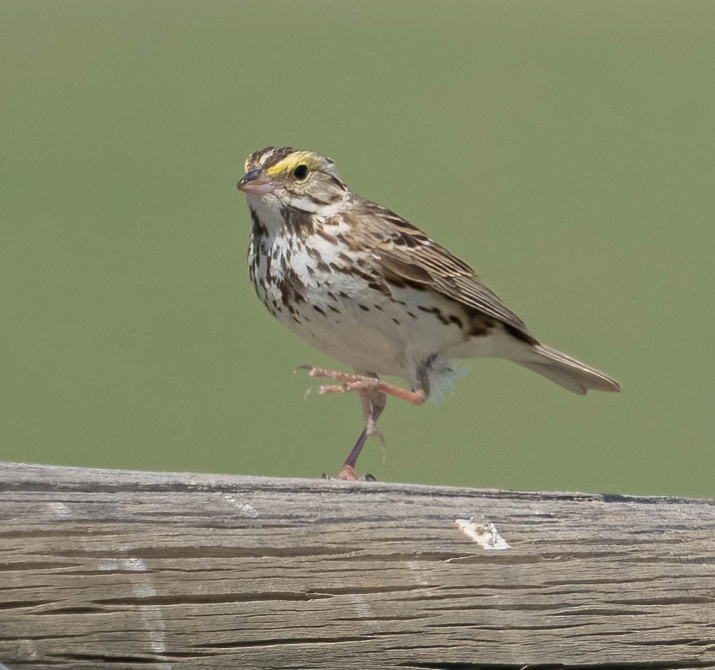 Savannah Sparrow - ML619757446