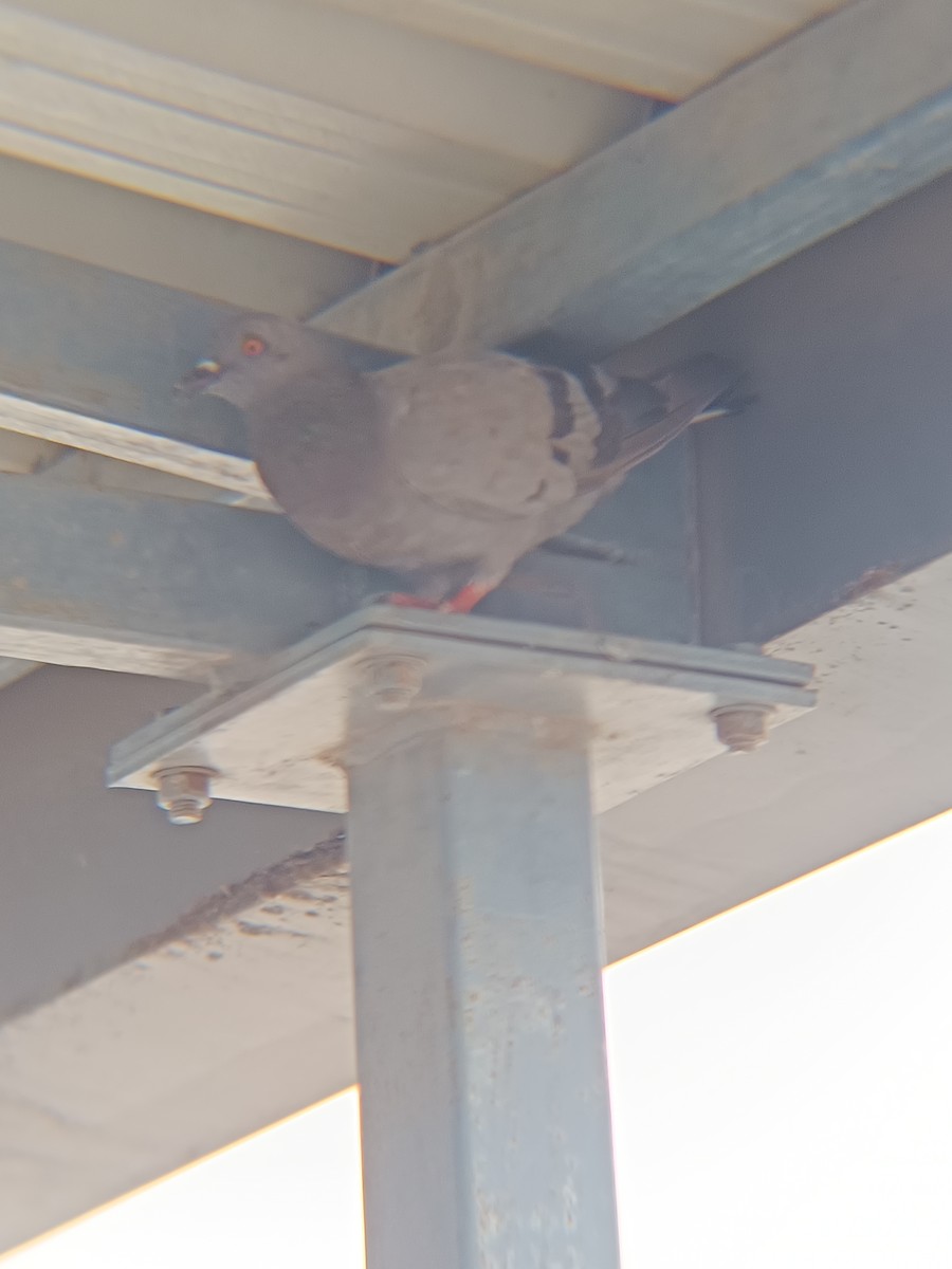 Rock Pigeon (Feral Pigeon) - ML619757450