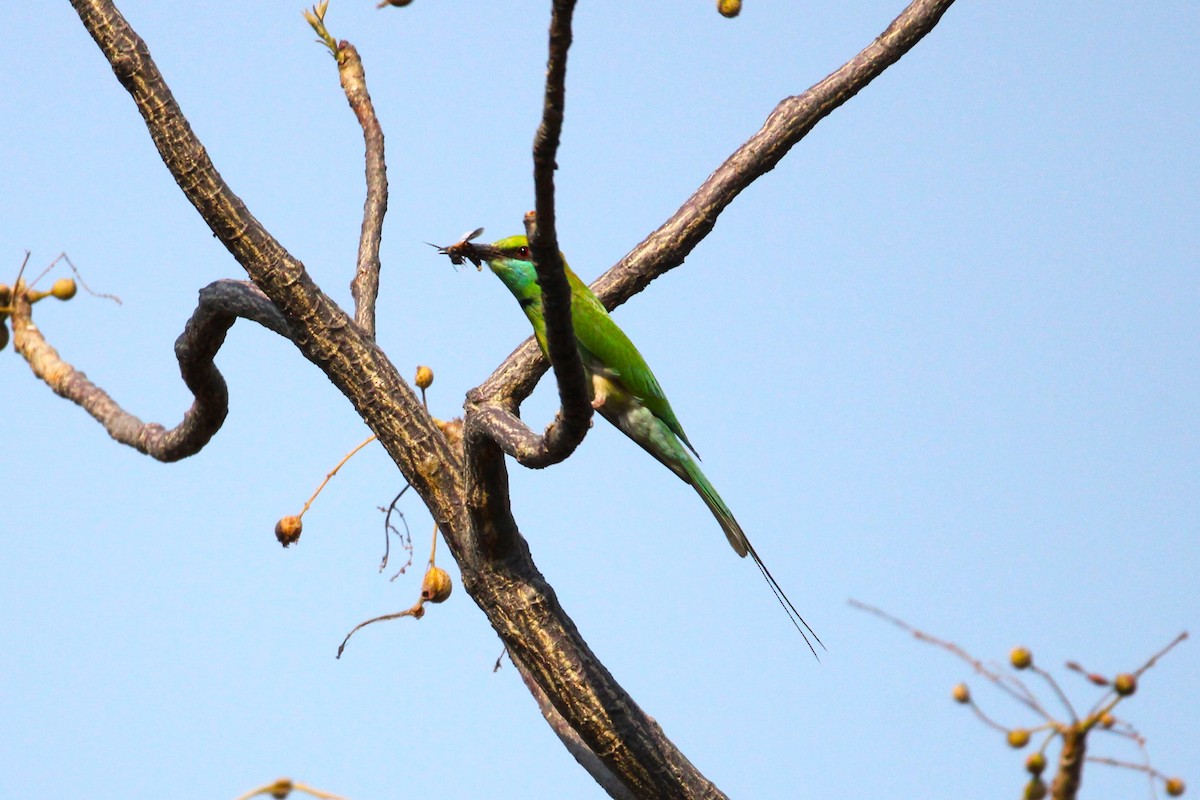 Asian Green Bee-eater - ML619757494