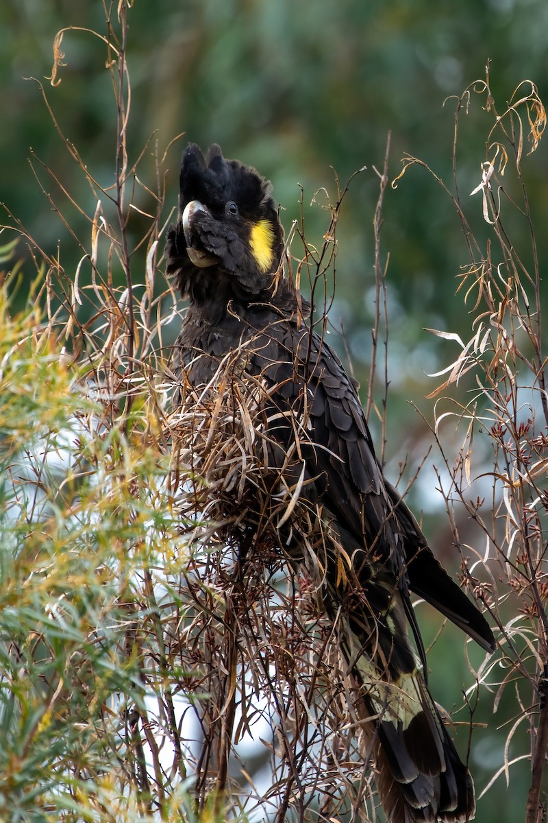 Yellow-tailed Black-Cockatoo - ML619757526