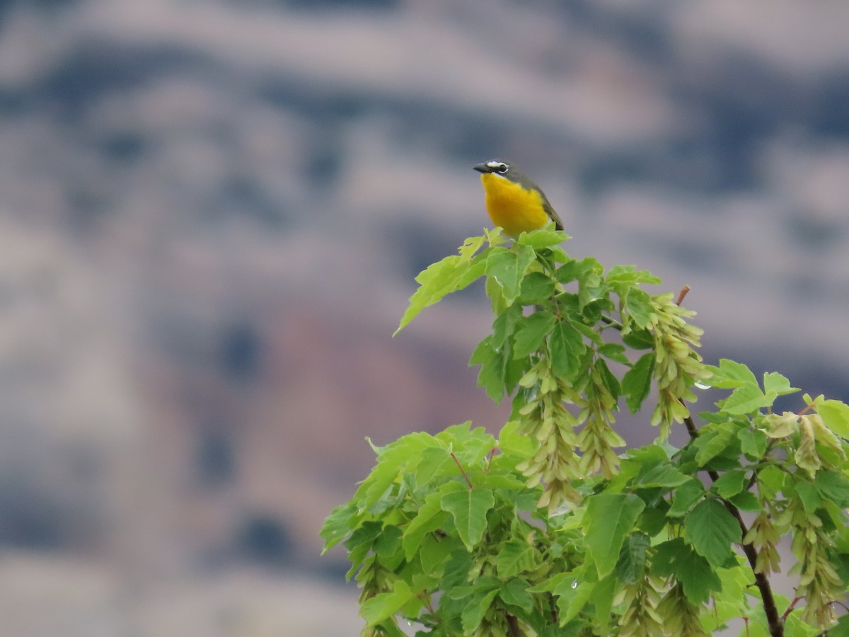 Yellow-breasted Chat - ML619757560
