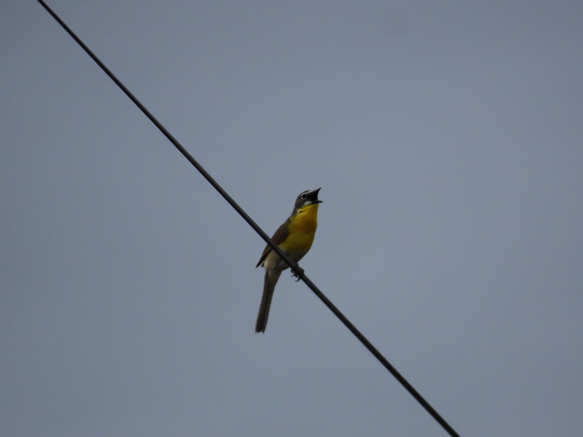 Yellow-breasted Chat - ML619757561