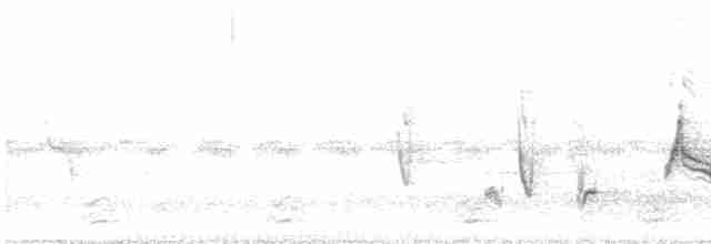Cuitlacoche Ocelado - ML619757569