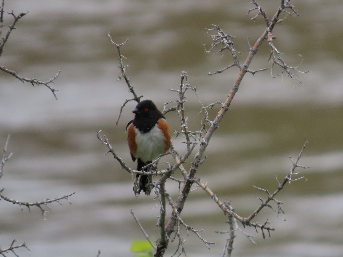 Spotted Towhee - ML619757588