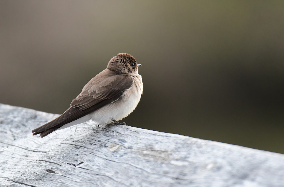 Northern Rough-winged Swallow - ML619757634