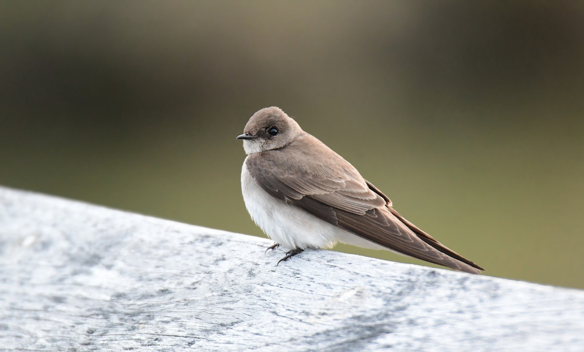Northern Rough-winged Swallow - ML619757635