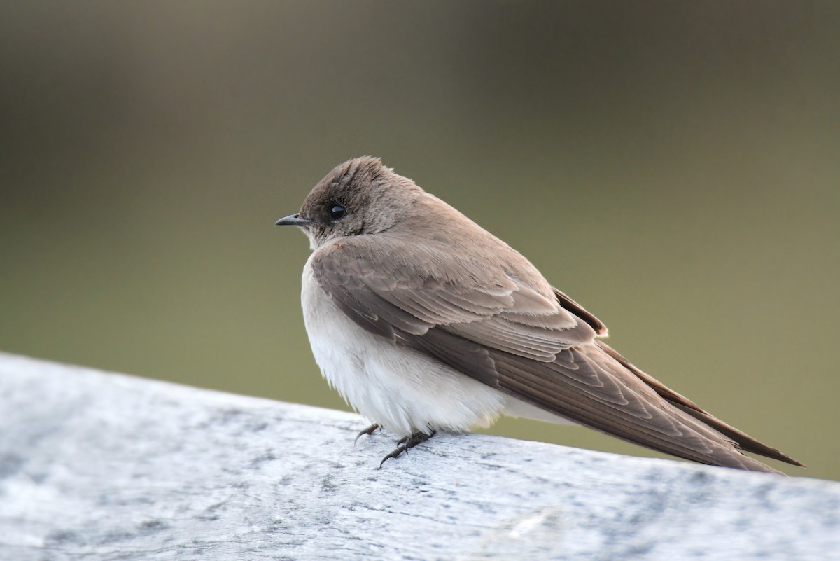Northern Rough-winged Swallow - ML619757636