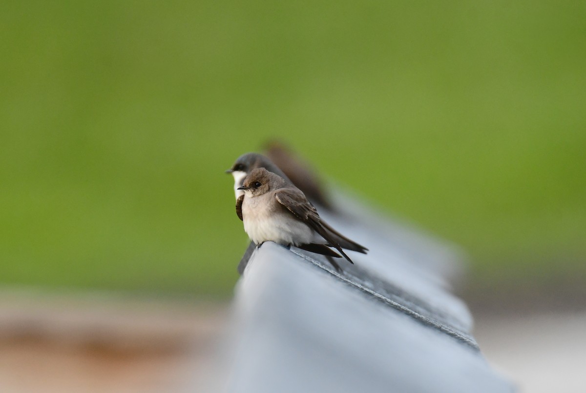 Northern Rough-winged Swallow - ML619757637