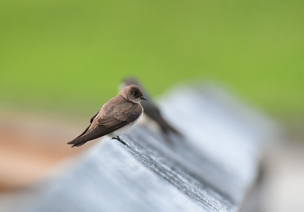 Northern Rough-winged Swallow - ML619757638