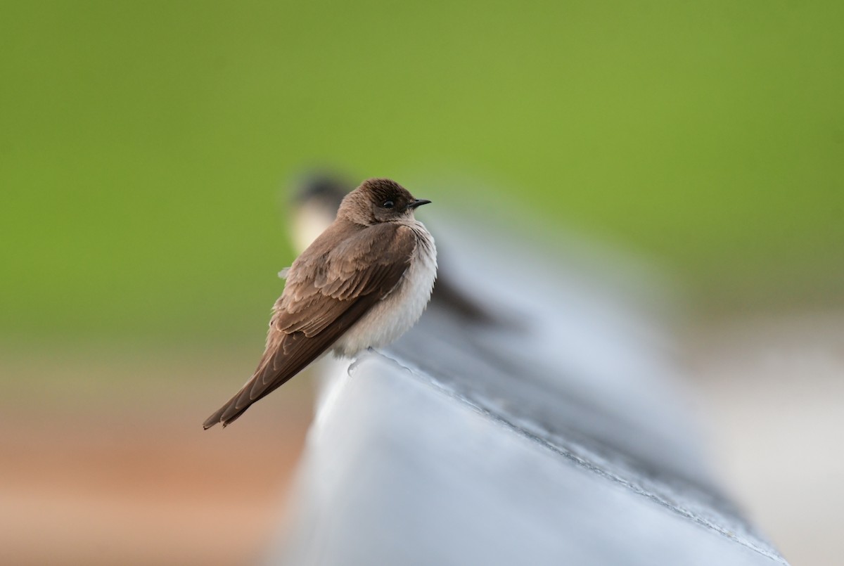 Northern Rough-winged Swallow - ML619757640