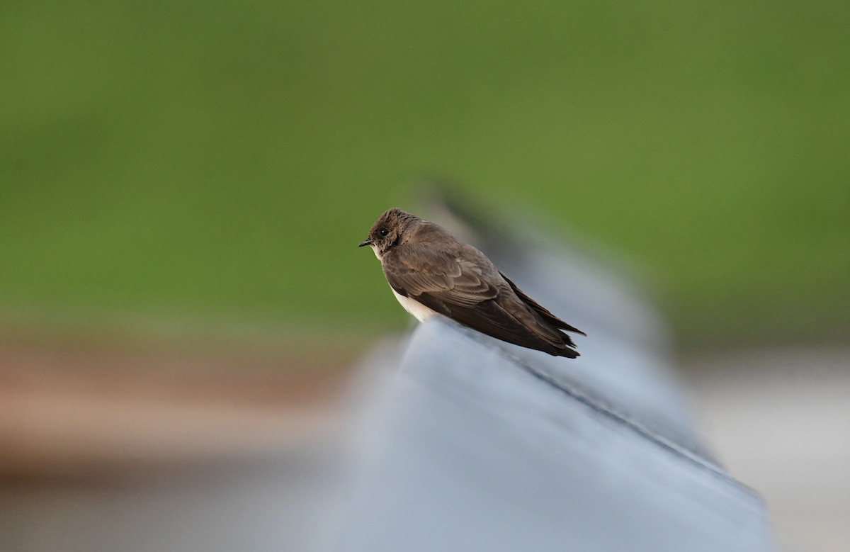 Northern Rough-winged Swallow - ML619757642