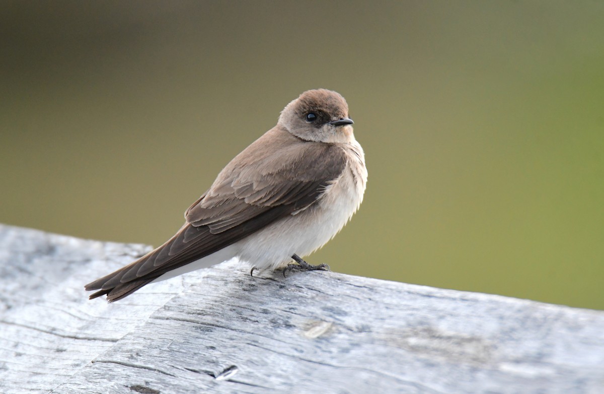 Northern Rough-winged Swallow - ML619757648