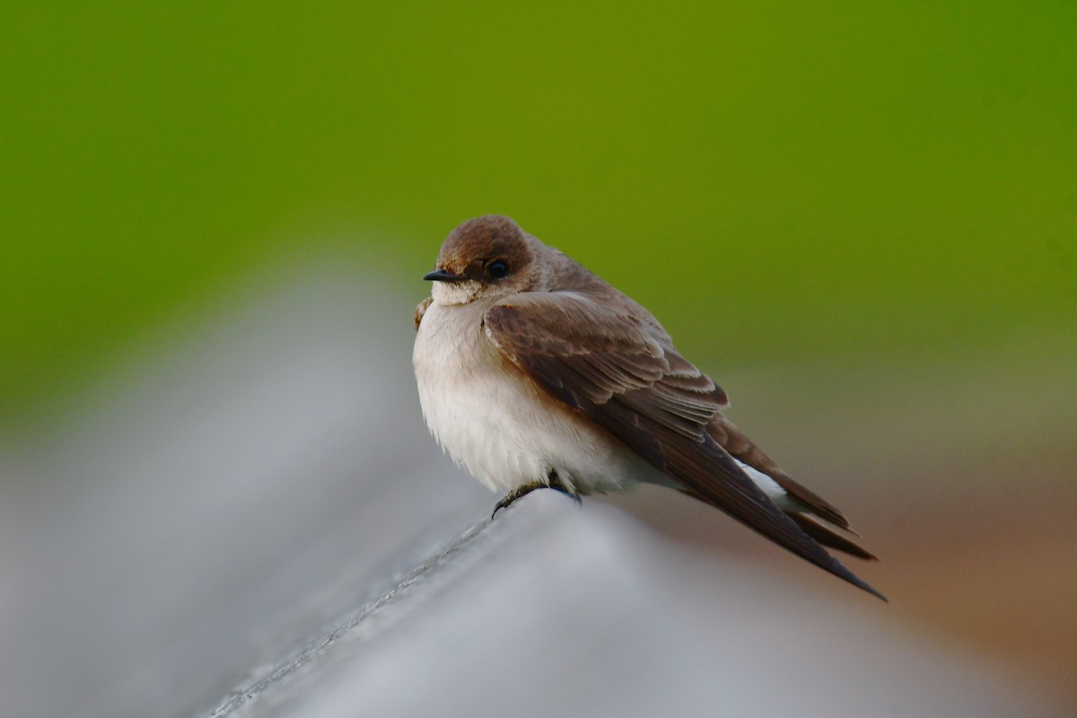 Northern Rough-winged Swallow - ML619757649