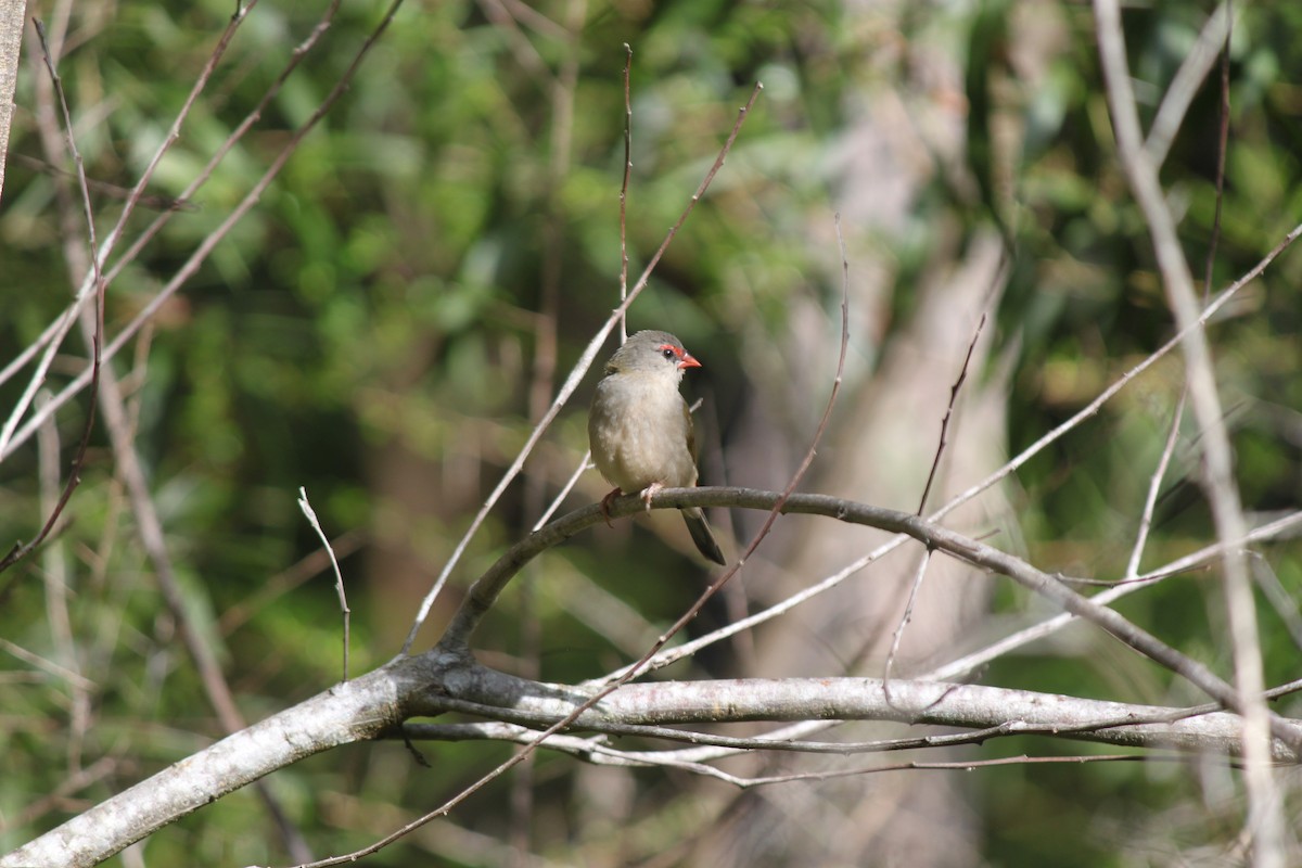 Red-browed Firetail - ML619757672