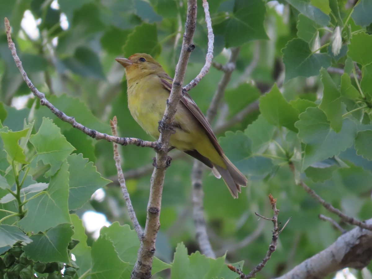 Western Tanager - ML619757678