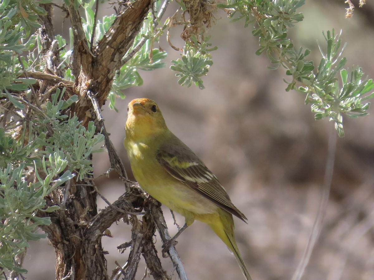 Western Tanager - ML619757679