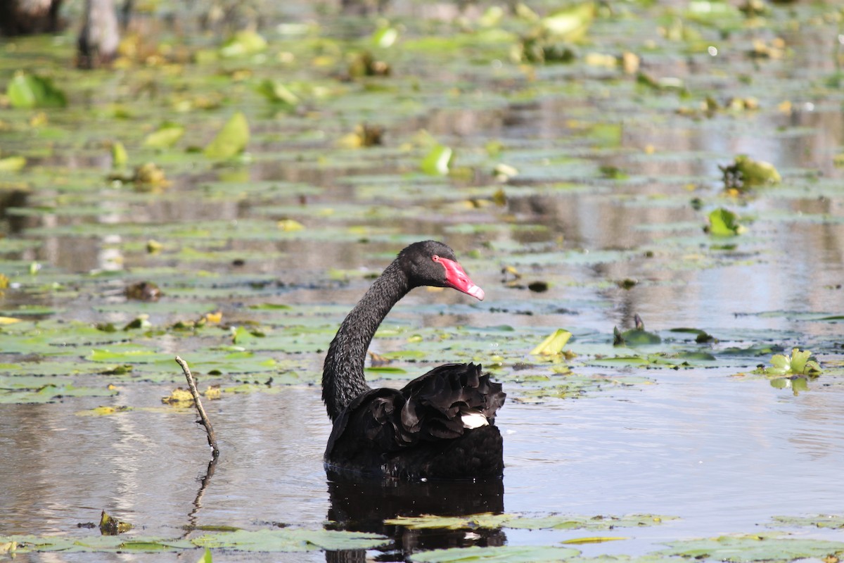 Black Swan - ML619757697