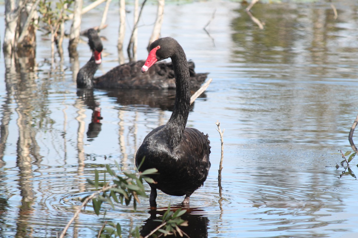 Black Swan - ML619757701