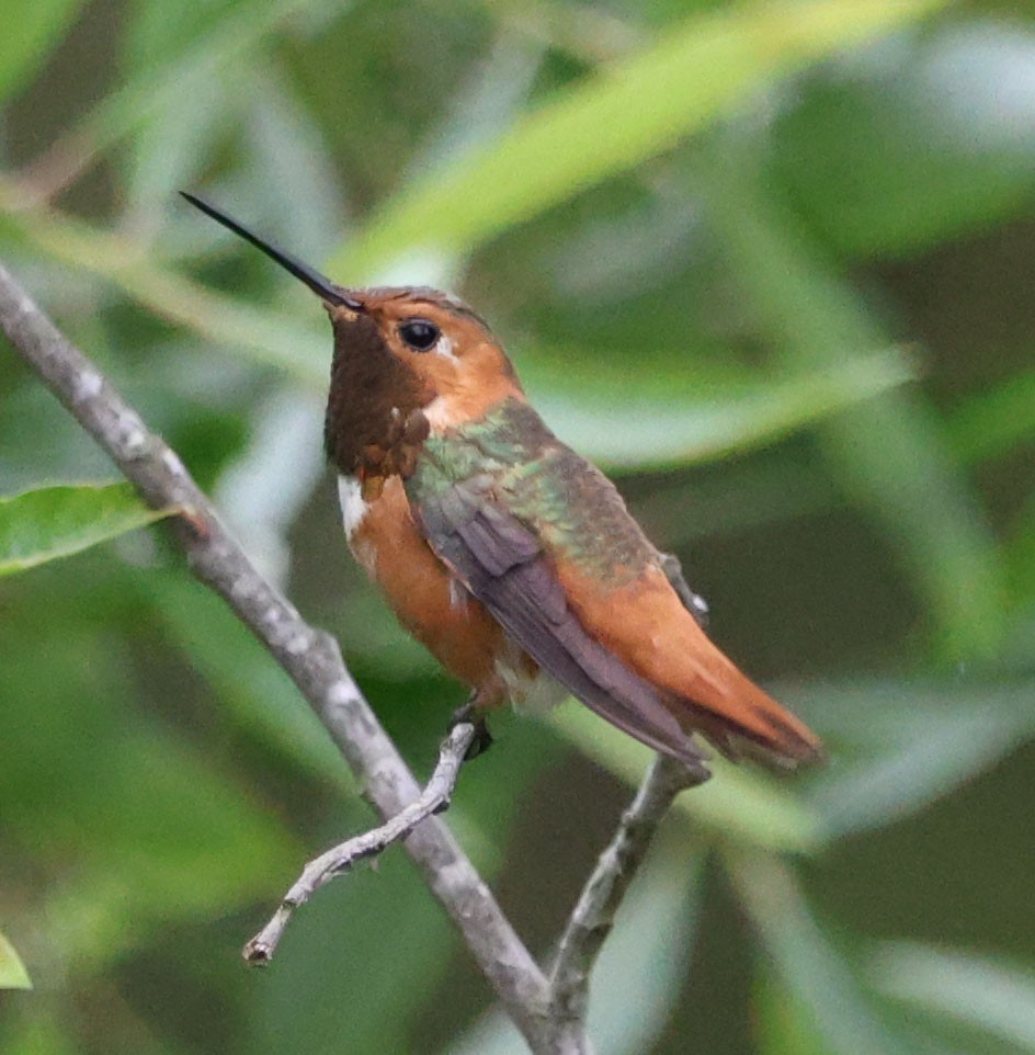 Allen's Hummingbird - ML619757743