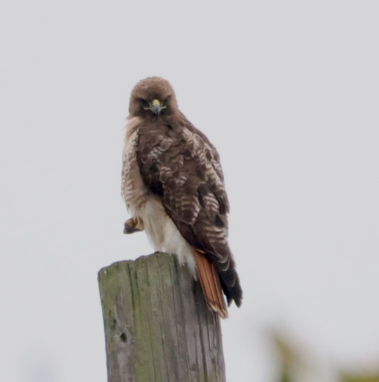 Red-tailed Hawk - ML619757745