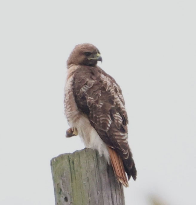 Red-tailed Hawk - ML619757746