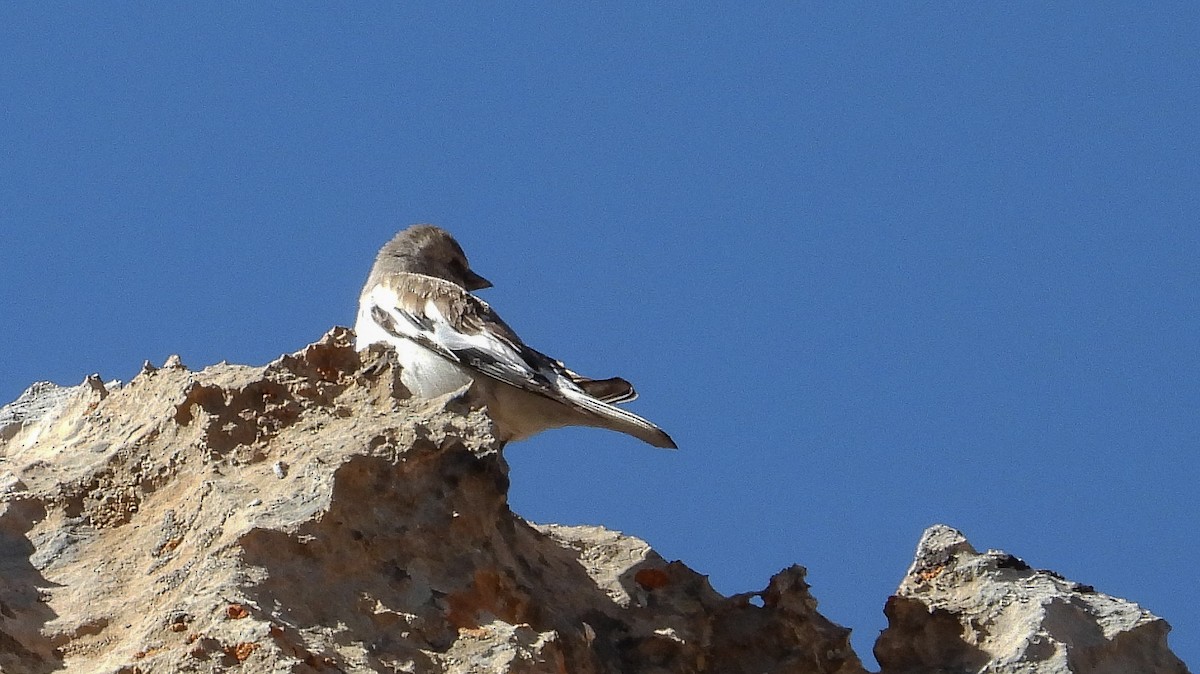 White-winged Snowfinch - ML619757765