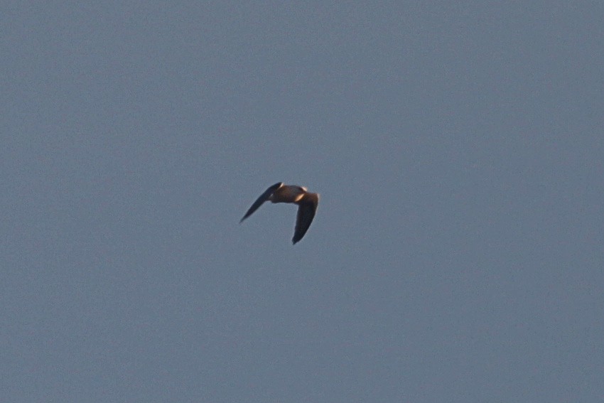 Black-shouldered Kite - ML619757770