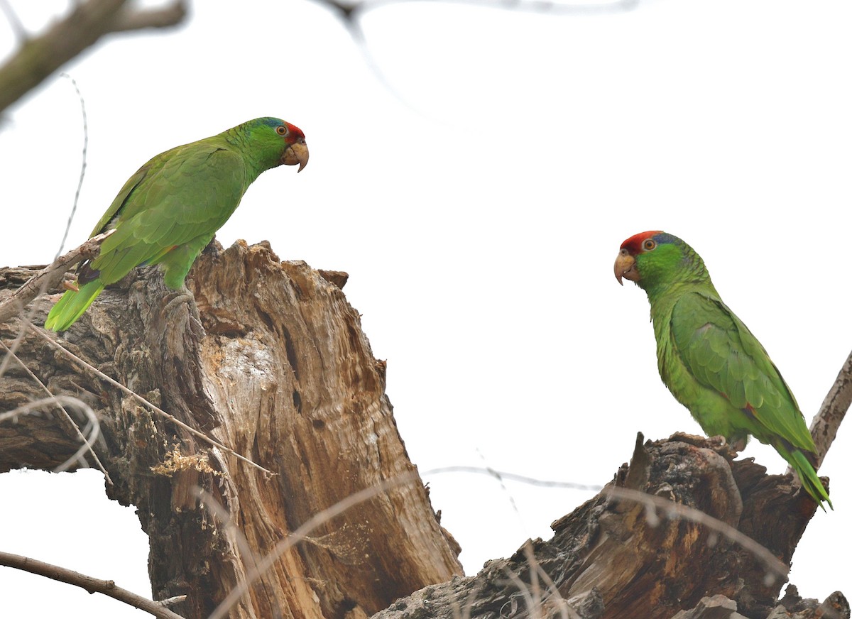 Red-crowned Parrot - ML619757780