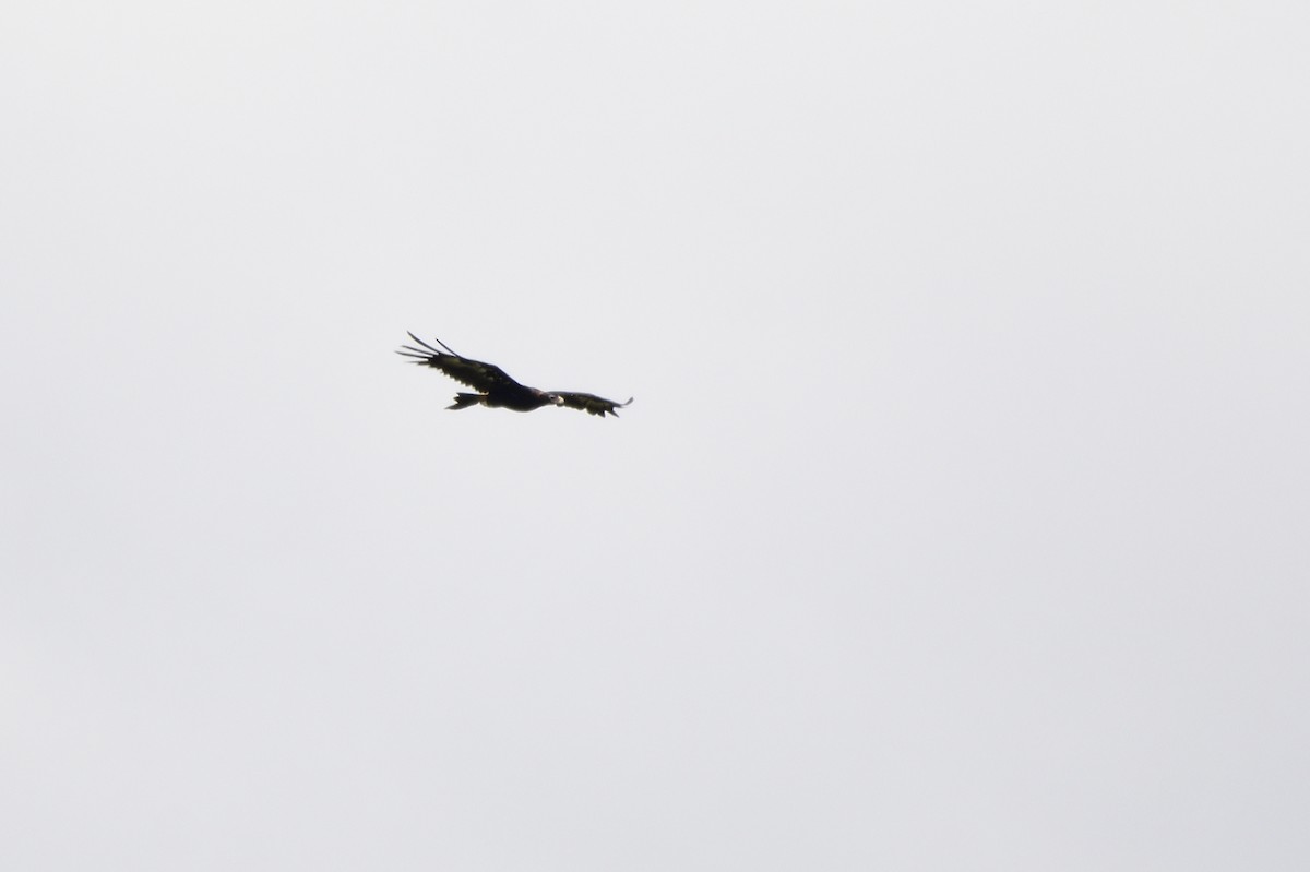 Wedge-tailed Eagle - ML619757818