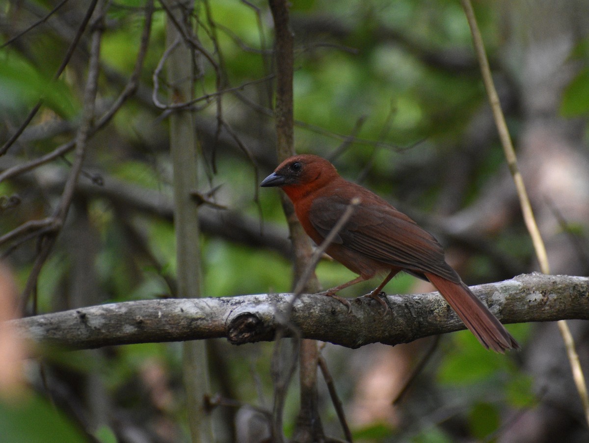 Red-throated Ant-Tanager - ML619757822