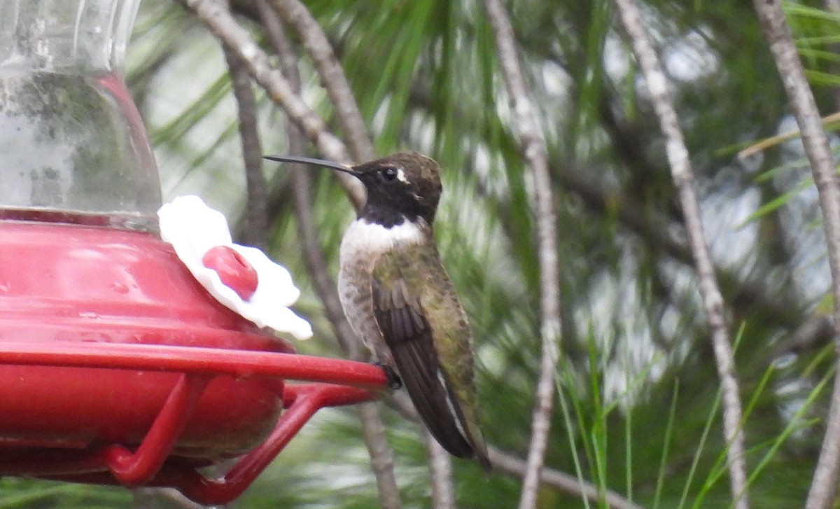 Black-chinned Hummingbird - ML619757832
