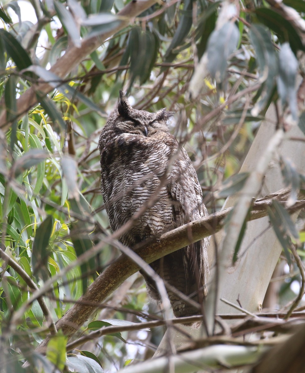 Great Horned Owl - ML619757839
