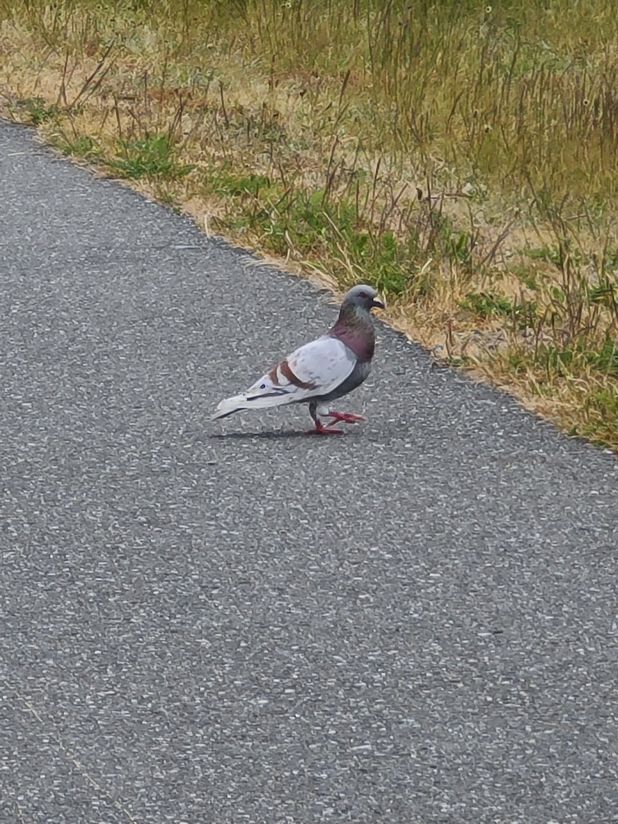 Rock Pigeon (Feral Pigeon) - ML619757847