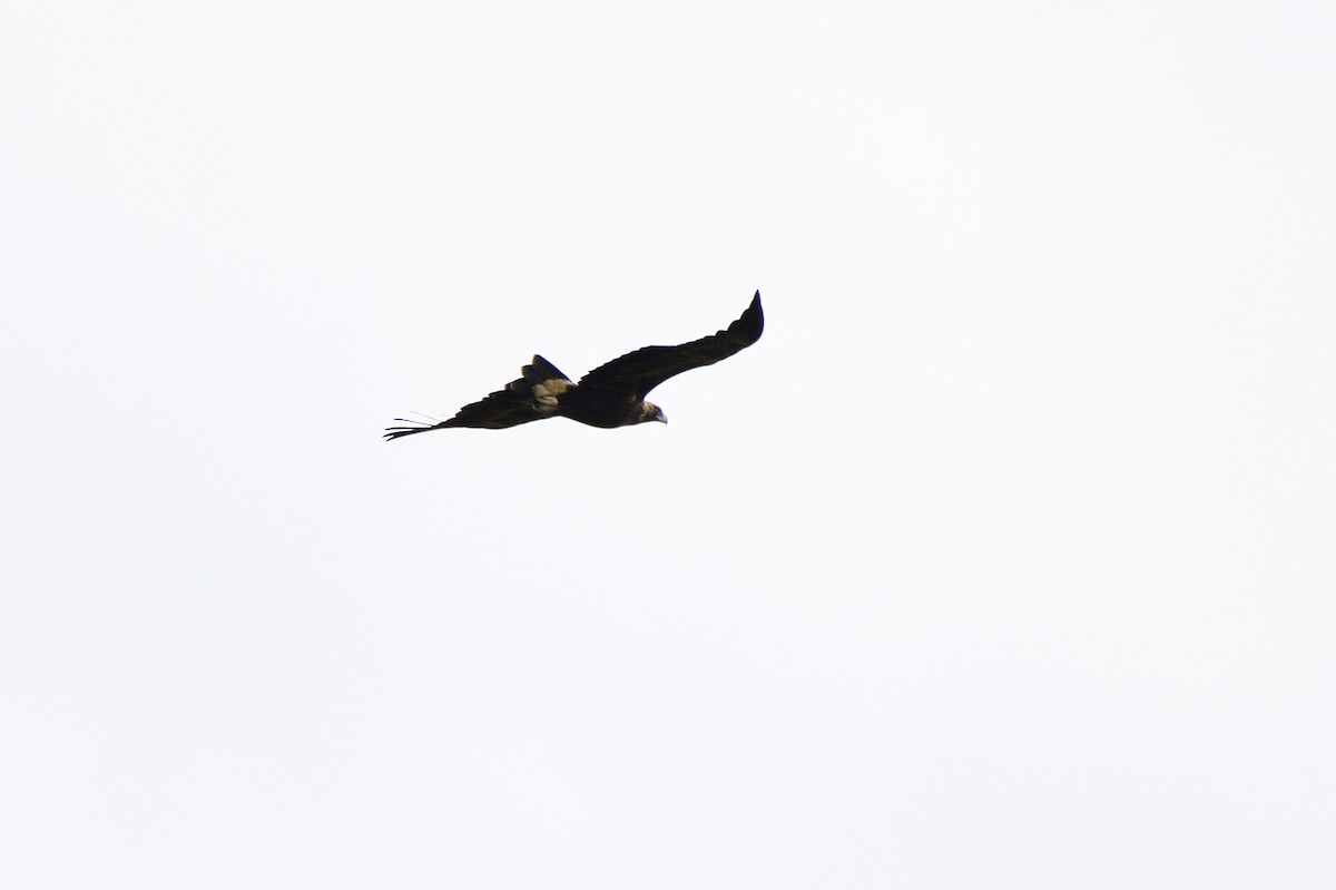 Wedge-tailed Eagle - ML619757876