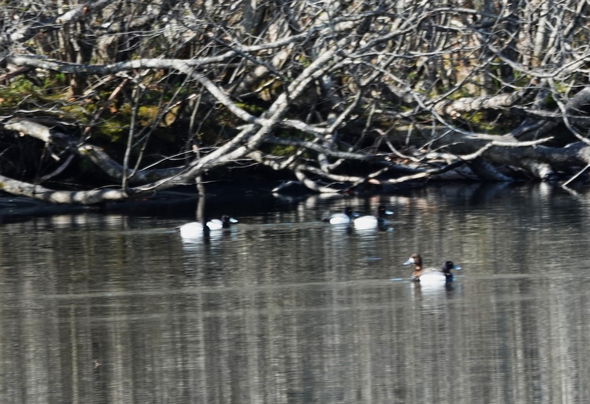 Greater Scaup - ML619757913