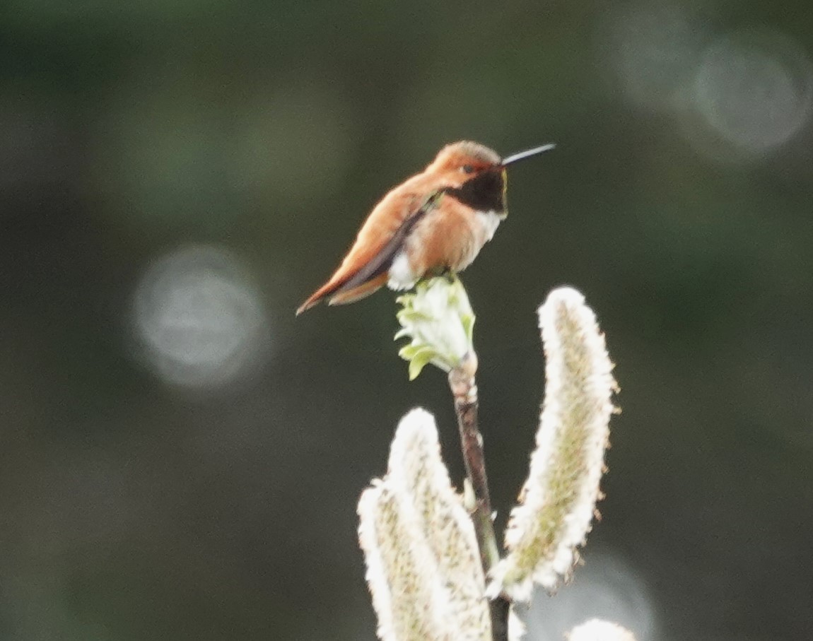 Rufous Hummingbird - ML619757930