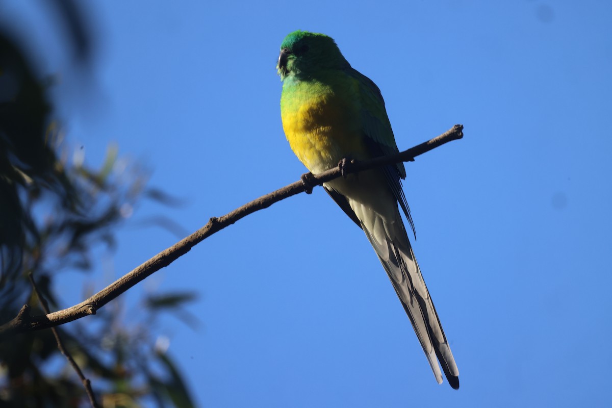 Red-rumped Parrot - ML619757931
