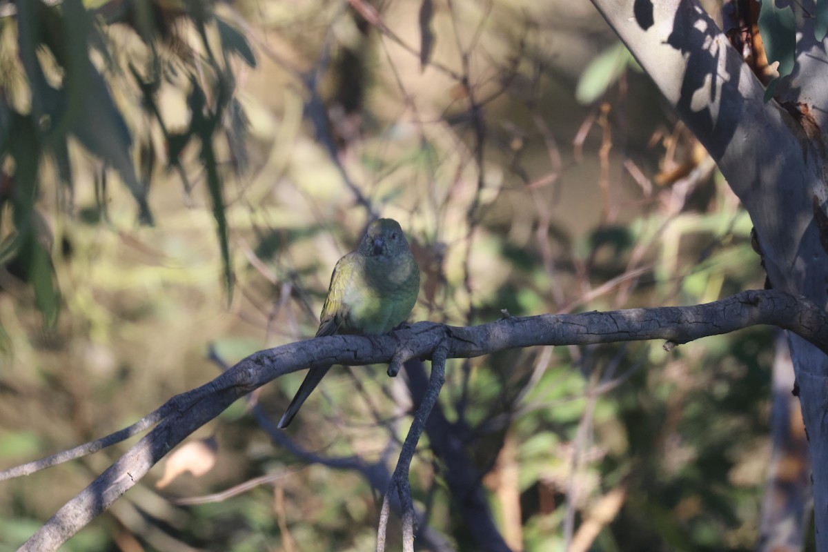 Red-rumped Parrot - ML619757950
