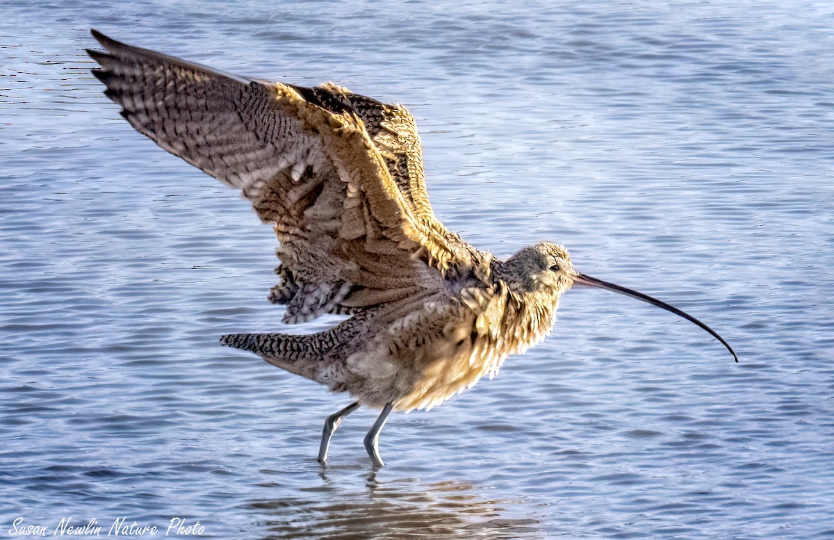 Long-billed Curlew - ML619757969