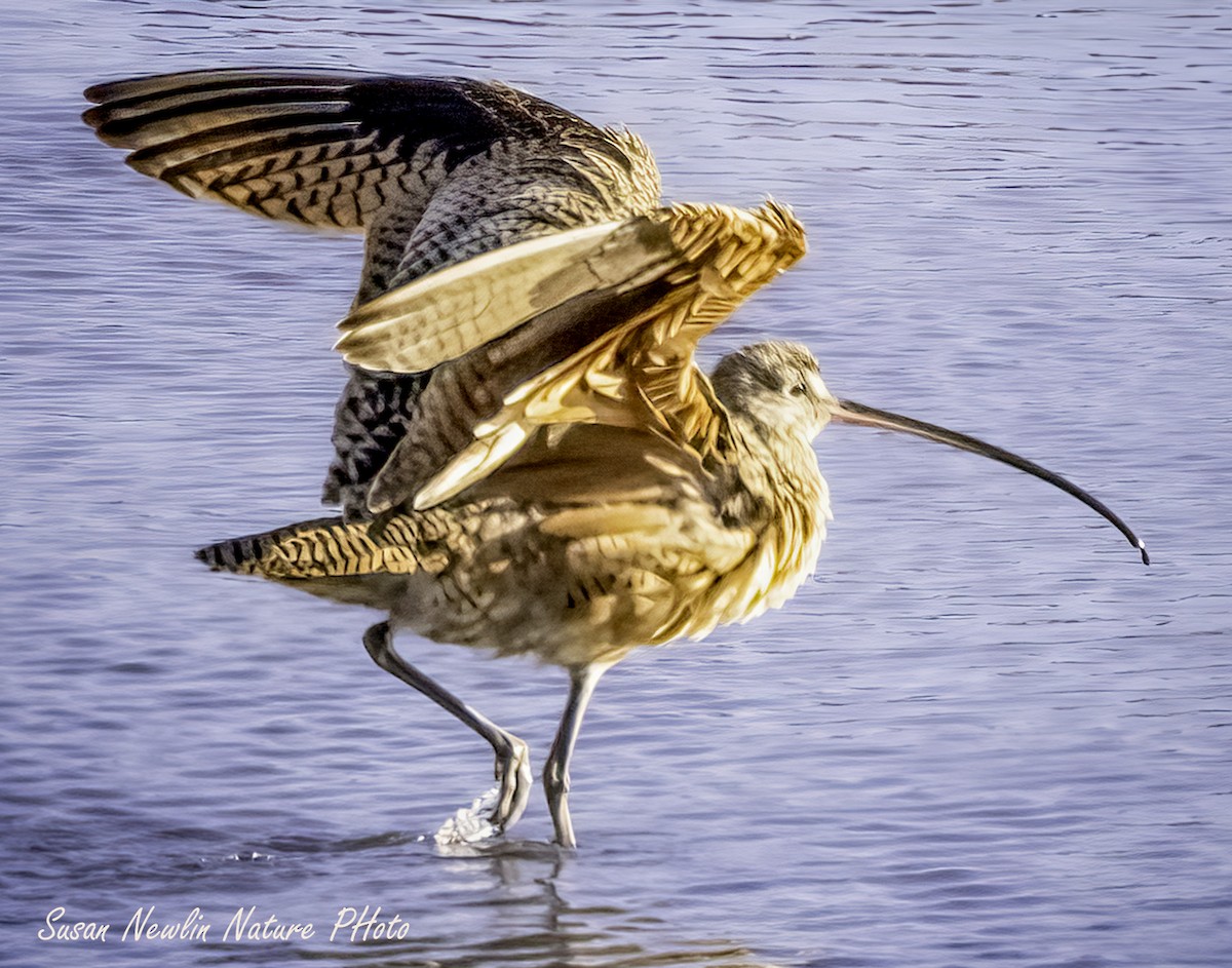 Long-billed Curlew - ML619757970