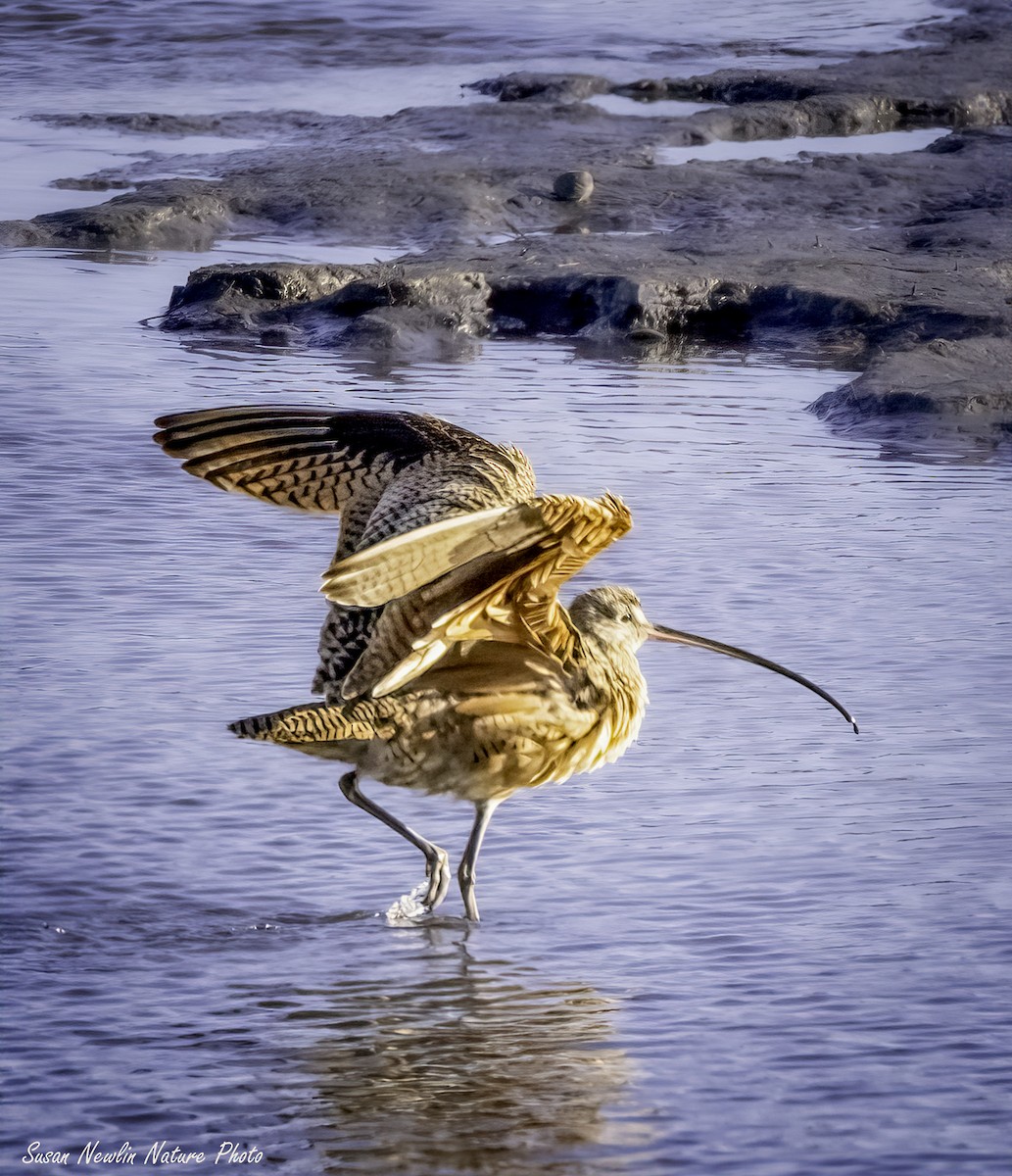 Long-billed Curlew - ML619757971