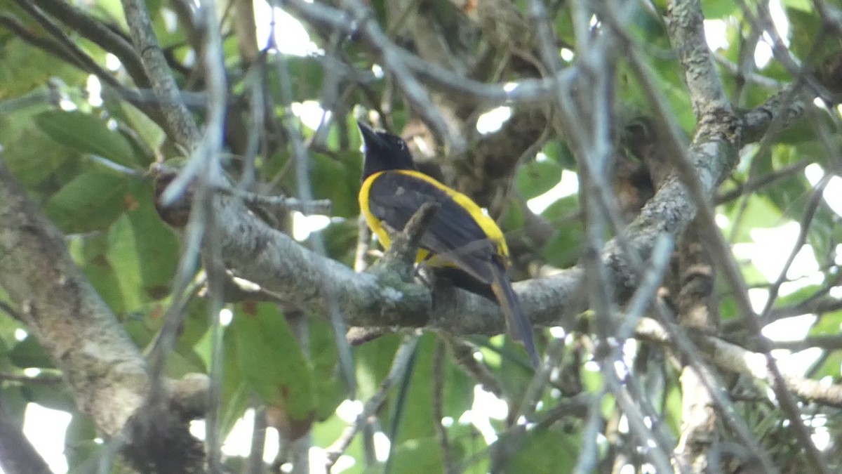 Black-throated Shrike-Tanager - ML619757983
